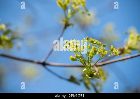 Italy, Lombardy, Norway Maple, Acer Platanoides, Flowering Stock Photo