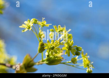 Italy, Lombardy, Norway Maple, Acer Platanoides, Flowering Stock Photo