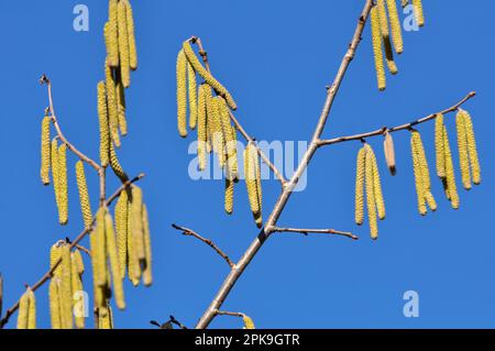 Common hazel (Corylus avellana) in the spring blooms in the forest Stock Photo