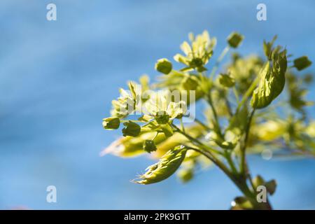 Italy, Lombardy, Norway Maple, Acer Platanoides, Flowering Stock Photo