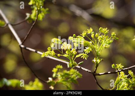 Italy, Lombardy, Norway Maple, Acer Platanoides, Flowering Stock Photo