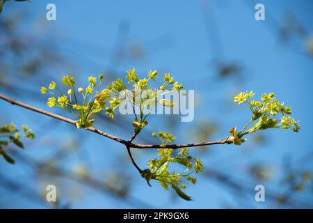 Italy, Lombardy, Norway Maple, Acer Platanoides, Flowering Stock Photo