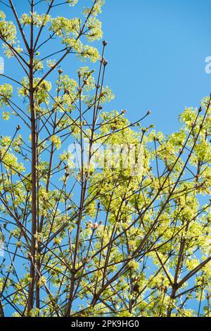 Italy, Lombardy, Norway Maple, Acer Platanoides, Flowering Stock Photo