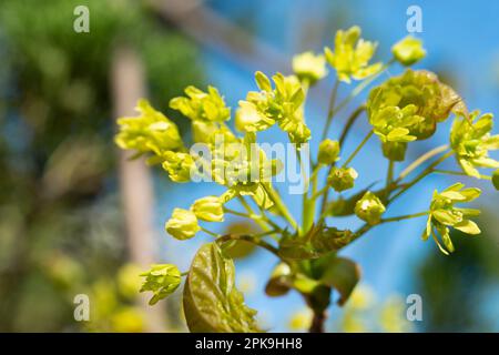 Italy, Lombardy, Norway Maple, Acer Platanoides, Flowering Stock Photo
