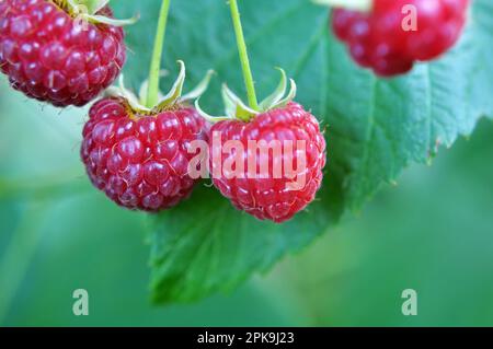 Fruits of raspberry and green leaves on a bush branch Stock Photo