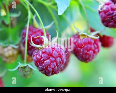 Fruits of raspberry and green leaves on a bush branch Stock Photo