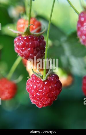 Fruits of raspberry and green leaves on a bush branch Stock Photo