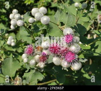 Burdock (Arctium) grows in the wild in summer Stock Photo