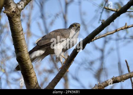 noble bird of prey... Northern Goshawk ( Accipiter gentilis ) hunting in the tree tops Stock Photo