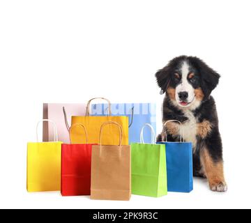 Adorable Bernese Mountain Dog puppy and colorful paper shopping bags on white background Stock Photo