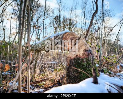 Landscape on Usedom in winter, peninsula Cosim, beaver damage, felled tree trunk Stock Photo