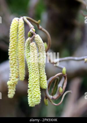 Hanging catkins on a corkscrew hazel tree (corylus avellana contorta) Stock Photo