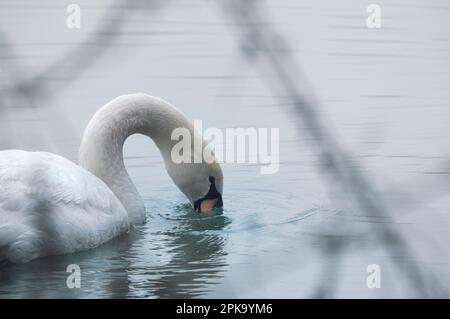 Europe, Germany, Hesse, Kurhessen Waldeck, Kellerwald-Edersee National Park, Mute Swan (Cygnus olor), dabbling Stock Photo