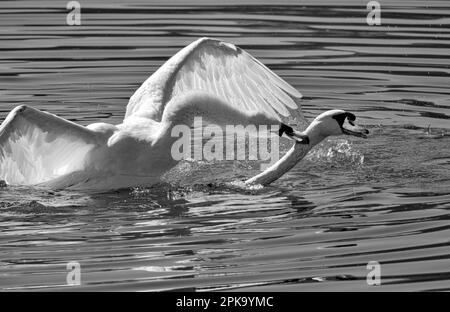 Europe, Germany, Hesse, Kurhessen-Waldeck, Kellerwald-Edersee National Park, Mute Swans (Cygnus olor) fighting Stock Photo