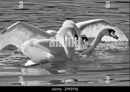 Europe, Germany, Hesse, Kurhessen-Waldeck, Kellerwald-Edersee National Park, Mute Swans (Cygnus olor) fighting Stock Photo