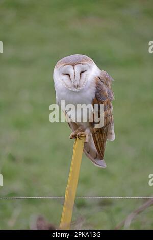 Barn Owl perched on an electric Fence post in Norfolk UK Stock Photo