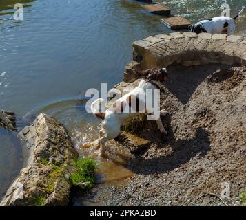 Two Gundogs searching riverbank Stock Photo