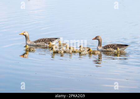 Greylag goose (Anser anser) with chicks, greylag goose family in a lake. Stock Photo