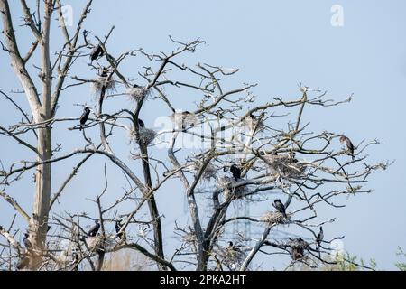 Cormorant ( Phalacrocorax carbo ) bird species of the cormorant family (Phalacrocoracidae), colony on a dead tree. Stock Photo