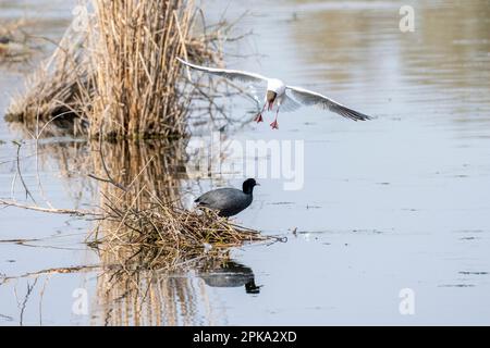 black-headed gull (Larus ridibundus) and coot (Fulica atra) fighting over a nest. Stock Photo