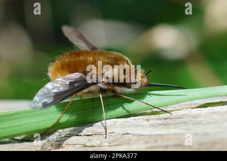 Natural Closeup on the Dark-bordered bee fly, Bombylius major , a parasite on mining bees with very long proboscis and dark patches on wings Stock Photo