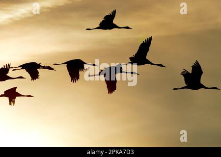 Cranes in flight, twilight, silhouettes Stock Photo