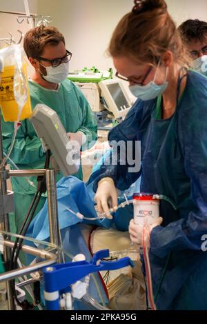 Training of medical interns in the ECMO technique, Extracorporeal Membrane Oxygenation. Stock Photo
