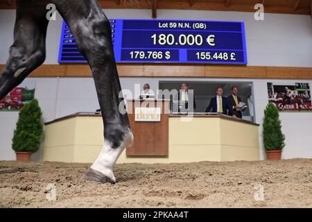 02.09.2022, Germany, Baden-Wuerttemberg, Iffezheim - Symbol photo: Horse auction. 00S220902D606CAROEX.JPG [MODEL RELEASE: NO, PROPERTY RELEASE: NO (c) Stock Photo