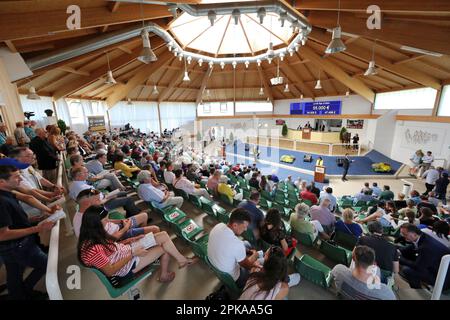 02.09.2022, Germany, Baden-Wuerttemberg, Iffezheim - Interior view of the auction hall. 00S220902D616CAROEX.JPG [MODEL RELEASE: NO, PROPERTY RELEASE: Stock Photo
