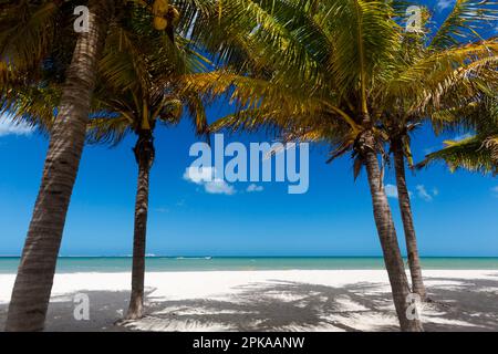 Beautiful Progreso beach in Mexico during sunny day. White beach with palms and blue sky. Stock Photo