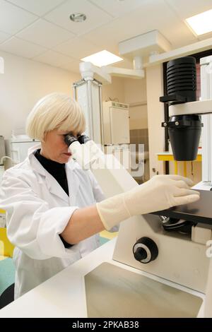 Cytogenetics laboratory, verification of the stage of the cultures after about a week. Stock Photo