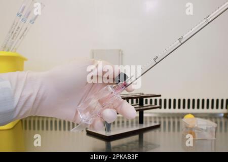 Cytogenetics laboratory, culture of amniotic fluid samples (flasks). Stock Photo