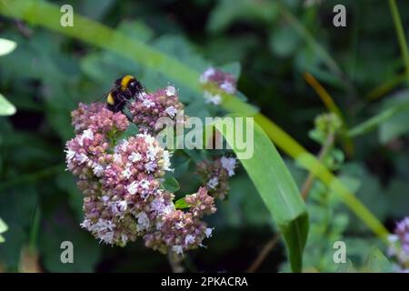 Closeup of a large earth bumblebee (Bombus terrestris) on a light purple oregano flower on a sunny summer day. Horizontal image with selective focus Stock Photo