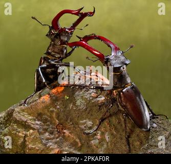 Stag beetle (lat. Lucanus cervus). Two fighting males. Stock Photo