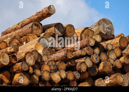 15.03.2023, Germany, North Rhine-Westphalia, Duisburg - Timber storage, tree trunks for export are stored in the Port of Duisburg, container port, dui Stock Photo