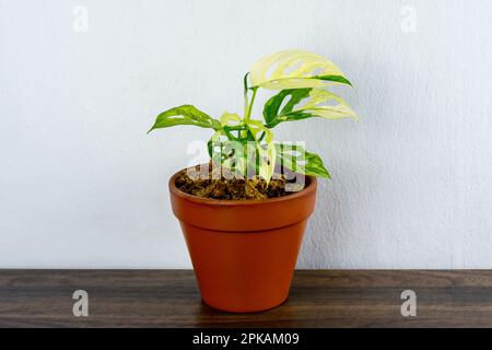 Cheese plant or Monstera adansonii albo variegated houseplant on top of wood table Stock Photo
