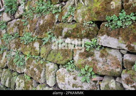 Background with old stone wall and vegetation Stock Photo