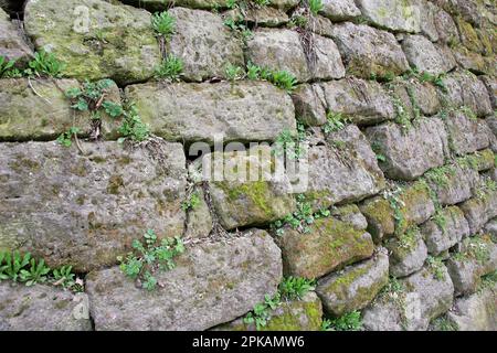 Background with old stone wall and vegetation Stock Photo