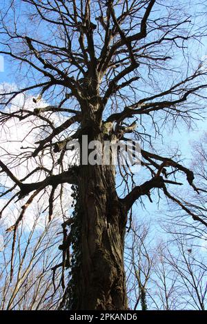In the forest, an old linden tree with a crown Stock Photo