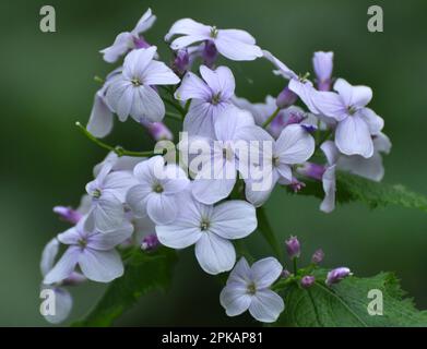 In spring, Lunaria rediviva blooms in the wild in the forest Stock Photo