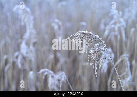 Fruit stand of reed in winter, hoarfrost, Germany Stock Photo