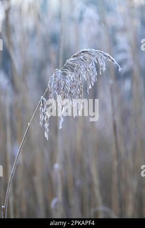 Fruit stand of reed in winter, hoarfrost, Germany Stock Photo