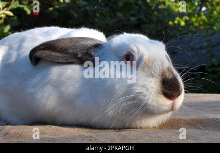 An adult rabbit of the Californian breed Stock Photo