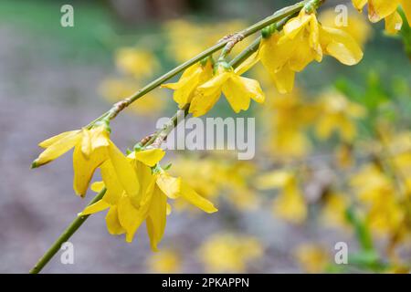 Deep yellow blooms or flowers of Forsythia x intermedia 'Lynwood' variety during spring or April, UK, a deciduous shrub Stock Photo