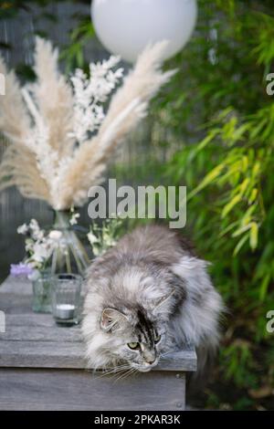 Groomed cat on a teak furniture in the garden watching something Stock Photo