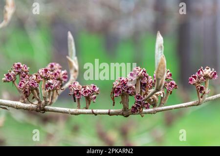 Hamamelis x intermedia 'Pallida', yellow witch hazel tree in April Stock Photo