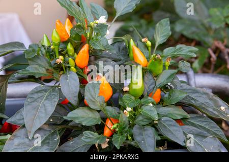 Ornamental peppers in flower box, Sirmione, Lake Garda, Italy, Europe Stock Photo