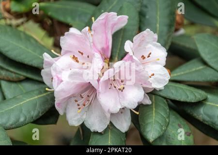 Pink flowers or blooms of Rhododendron fulvum ssp. fulvum (subsection fulva) in Spring, UK Stock Photo