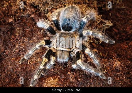 Tarantula on hand Stock Photo