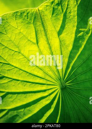 Lotus Stock Photo